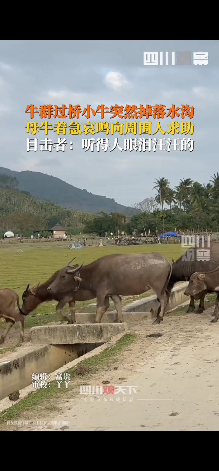 小牛连下两城，将系列赛推向抢七之战的简单介绍